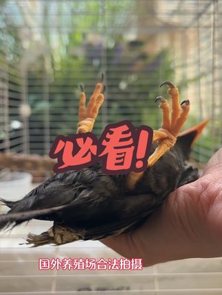 #爱鸟护鸟 #养鸟经验分享