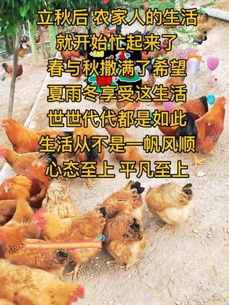 农家人立秋后开始忙碌起来 #我的乡村生活 #土鸡蛋 #农家土鸡蛋 #农家院农家菜农家生活 #农家人农家事