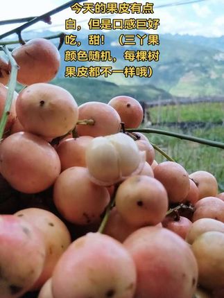 给宝子们发走了,采下就去发货啦!今天的这颗果皮有点粉白,但是口感巨好吃!甜中带香,微微一丢丢酸,不能吃酸的朋友也能接受的酸度。#我的农村生活 #水果