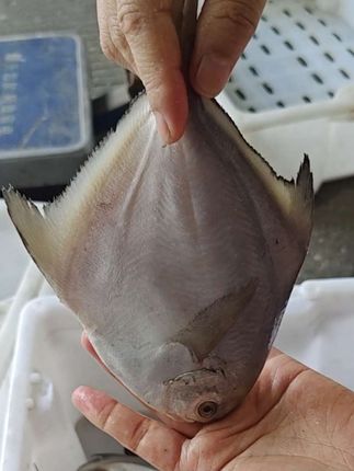 舟山银鲳鱼白鲳鱼平鱼鲳鳊鱼#海鲜水产 #强烈推荐 #源头好货 #原创视频 #快来一起尝个鲜