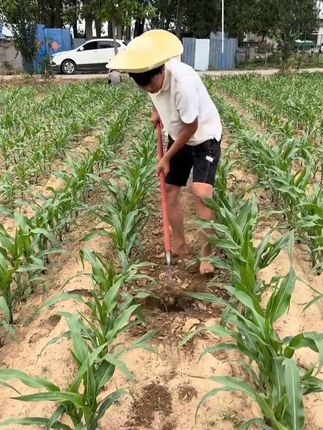 #多功能除草耙子#三农 #农用工具 #除草松土#我的乡村生活