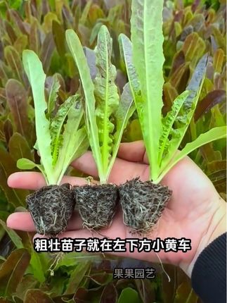 今年就种这个挂丝红莴笋,它自带香气,一菜两吃,口感柔嫩清香,推荐您抓紧种上它#莴笋种植#莴笋苗#优质种苗#阳台小院均可种植#在家种菜