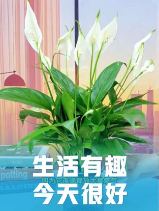 美观漂亮的室内空气净化盆栽