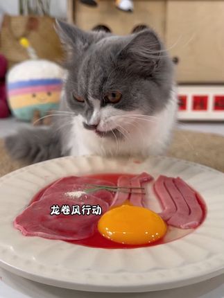 干饭喵喵🐱#吃货猫 #干饭猫上线 #干饭最积极的小猫 #猫咪视频 #沉浸式吃
