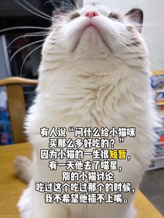 别的小猫在讨论吃过这个吃过那个的时候,我不希望他插不上嘴!#小猫#小馋猫#它真的好像个宝宝 #小猫治愈世界