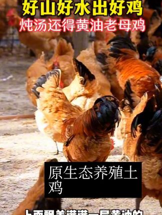百食轩,大别山新鲜黄油母鸡草鸡柴鸡 炖汤煲汤 油黄汤也鲜 #三农 #农村养鸡 #农产品 #土鸡 #生态散养土鸡 。