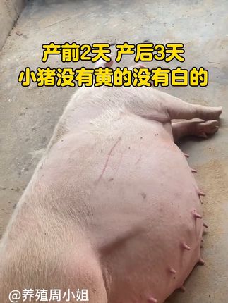 #哺乳仔猪 #仔猪黄白 #过奶止利康