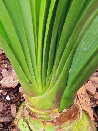 如何看你的球有没养好,你们是不是只看球看叶,实际这个部位就能反馈出你的球体状态了#种植小技巧 #爱生活爱养花 #朱顶红#我的花花草草🌸🌸