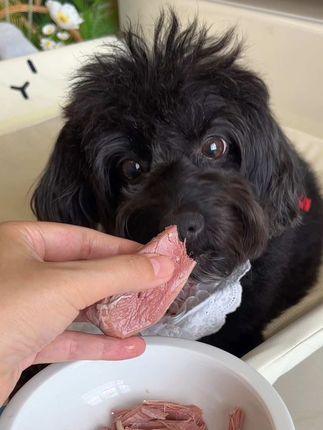 每次吃鸭肉的时候眼里都是有光的嘞~#狗零食 #猫零食 #宠物蒸煮鸭肉