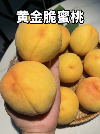 一年只能吃这一季的黄金脆蜜桃,特别松脆,脆甜多汁#黄桃 #新鲜采摘 #应季水果 #口感特别好
