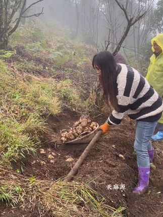#入秋喝什么汤#为你煲汤 #新鲜天麻煲汤 #天麻乌鸡汤 #广东靓汤为你煲汤 冬吃萝卜夏吃姜,不如来碗天麻汤!都知道天麻用来煲鸡汤煲排骨汤都很好吃的。汤香味美有营养,喜欢吃的可以家里多囤点。