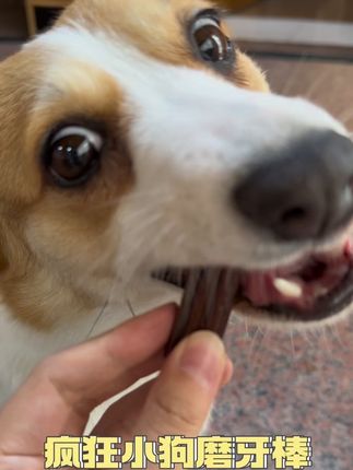 自从有了疯狂小狗磨牙棒,沙发腿保住了!养狗家庭懂的都懂🙏#疯狂小狗 #磨牙棒 #毛孩子 #萌宠