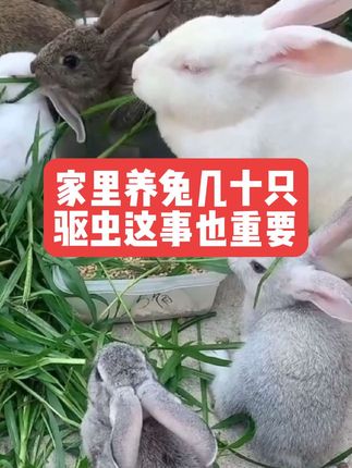 家里养兔几十只,驱虫这事也重要 #兔子#养殖#三农#养兔