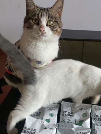 快快快!来薅羊毛!洛帕家的猫粮到手十包六块九!小小一包随身携带超方便!毛孩子嘎嘎爱吃#猫粮 #嘎嘎好吃 #喂猫日记 #平价好物 #流浪猫变家猫