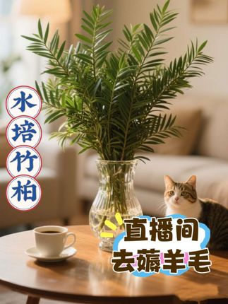 闰六月养竹柏正合适,水培土培都省心,新手也能轻松养 闺蜜最近总说办公室缺绿植,试过好几种都养不活。我给她推荐了水培竹柏,这可是多年生花卉,作为新品种花卉,新手也能轻松上手。 它特别好养活,水培土培都行,属于喜阴的室内植物,办公室里光照不强也能长。闺蜜把它放在办公桌一角,翠绿的叶片看着特别舒服,成了不错的办公室植物推荐。家里客厅、卧室也能放,瓶瓶罐罐随便一摆,就是好看的绿植盆栽室内款,算得上好养的花推荐。 现在闰六月,快到末伏,正是养它的好时候。直播间这款竹柏在热卖,每天有福利,今晚八点来抢红包,还能学养护小技巧。 #好养活的花推荐 #盆景植物室内 #客厅养什么绿植最好 #水养绿植有哪些 #哪些花适合放卧室