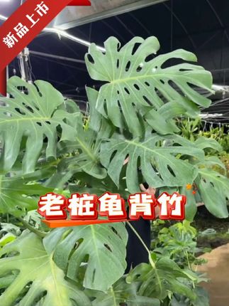 #好物推荐🔥 #龟背竹 #老桩龟背竹 #大型植物 #基地直发