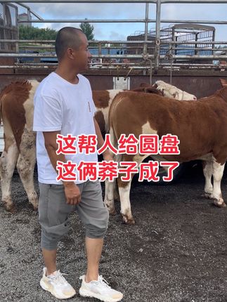 #养牛人 #肉牛养殖 #育肥牛 #西门塔尔肉牛 #养牛