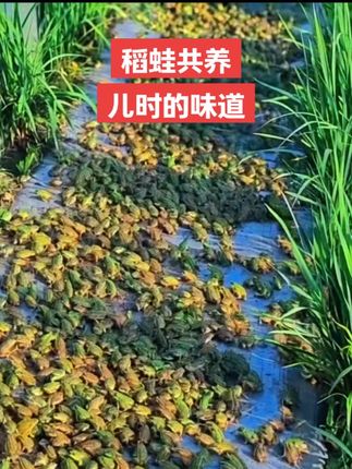 #青蛙@DOU+上热门 #农村生活#儿时的味道