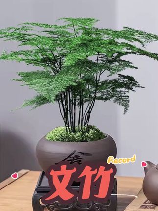 【新疆包邮】精品文竹盆栽绿植苗花卉盆景植物室内客厅带盆四季常青#精品文竹 #绿植盆栽 #好养的绿植 #室内绿植 #花卉绿植