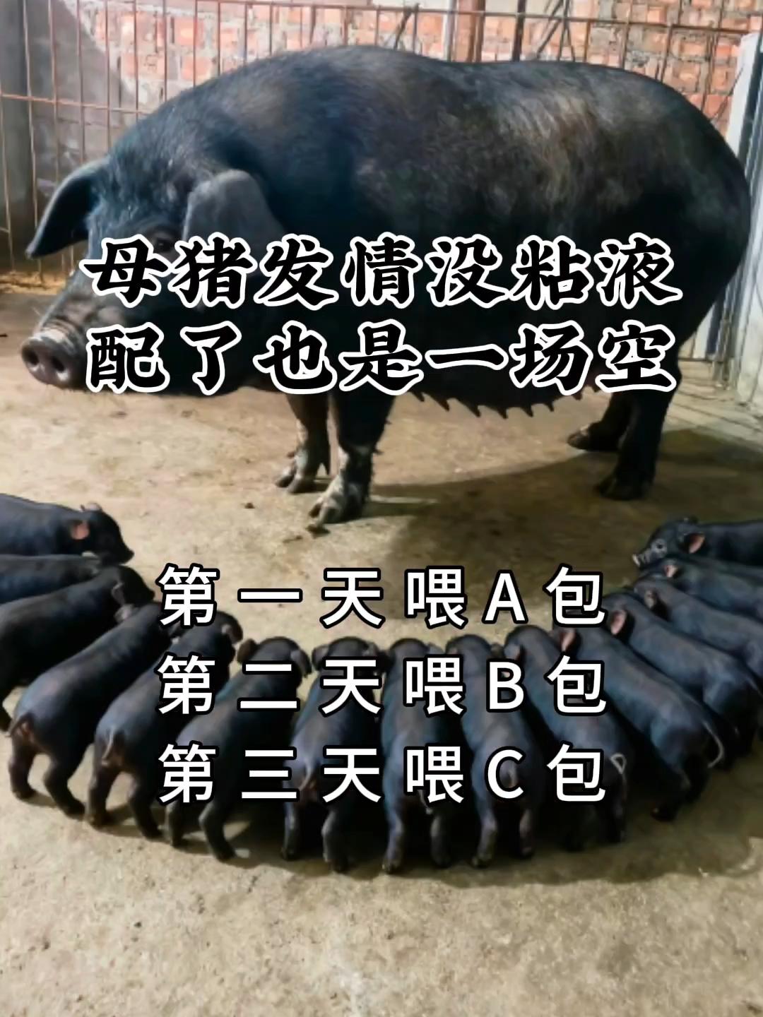 #母猪发情 #自繁自养母猪#养猪人加油#所有养猪人#科学养猪