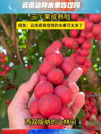 女性专属水果,你吃过吗?#三丫果 #好吃到停不下来 #谁懂这一口的好吃程度 #水果 #网红水果