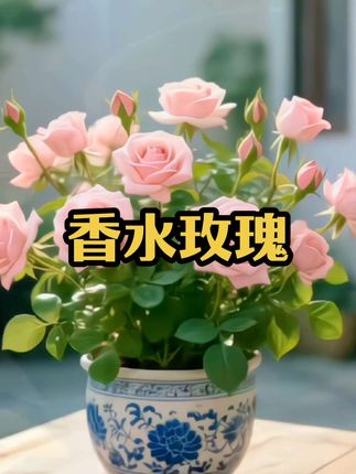 【香水玫瑰】玫瑰花老桩苗耐寒耐热四季可种植物盆栽大花月季浓香型#香水玫瑰#盆栽#养花