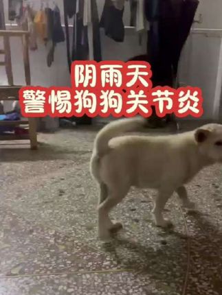 #狗狗关节炎 #狗狗腿瘸 #狗狗腿疼 #狗狗一瘸一拐 #狗狗关节养护