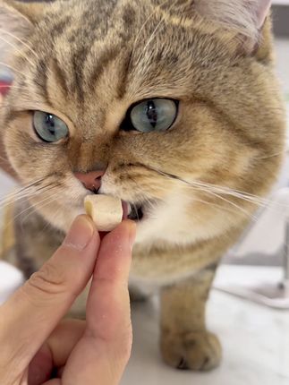 又发现一个好吃的健康零食,元宝一口一个!#吃货猫 #猫零食 #宠物吃货 #馋猫