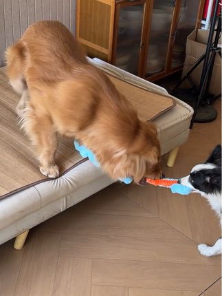 #金毛 #边境牧羊犬 #金毛狗狗 #狗狗玩具