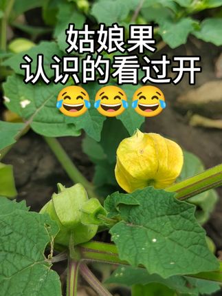 自己家的小菜园,夏天才过的更有趣,更满足,只为了吃上一口自己想吃而一直吃不到的。#姑娘果 #我的乡村生活 #新鲜采摘 #东北女孩