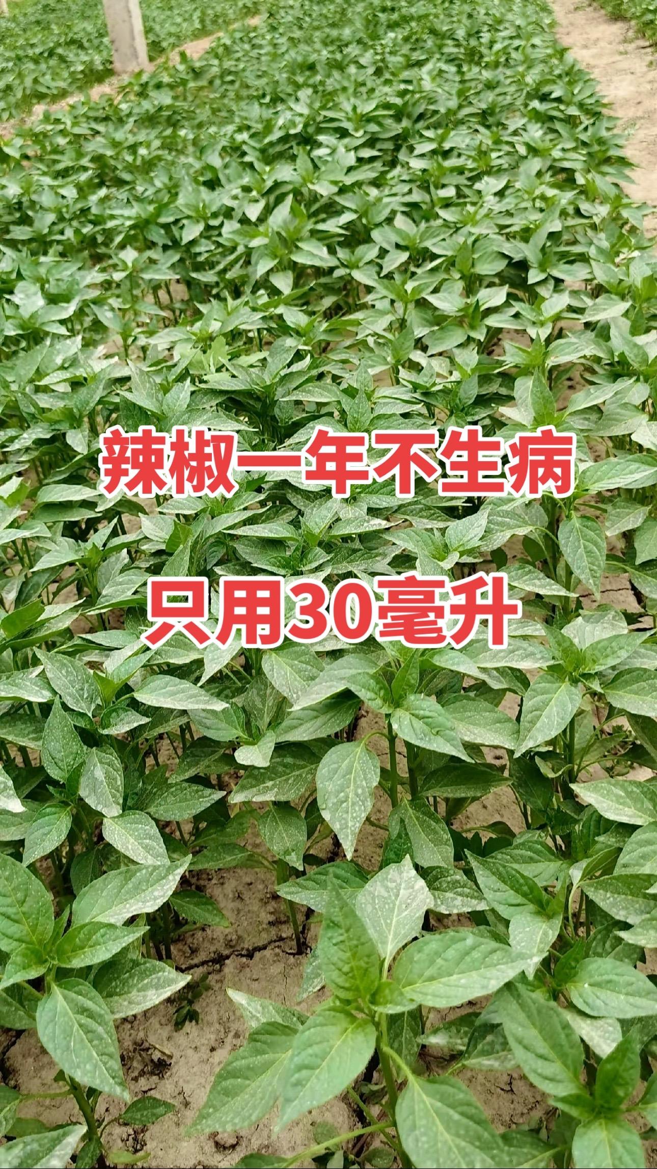 只需要这一瓶30毫升,辣椒各种病害不入侵#农业种植 #三农#辣椒