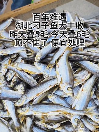湖北洪湖刁子鱼,又叫翘嘴鱼,刺少肉多,下🍺又下饭,喜欢吃鱼的伙伴千万不要错过!!!#刁子鱼 #翘嘴鱼 #妈呀太香了 #农村美食 #好吃不贵经济实惠