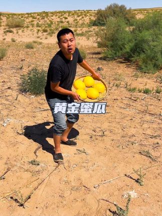 沙漠里长出来的黄金蜜瓜,个大圆润,皮薄肉厚,脆甜多汁!#正宗黄河蜜瓜 #民勤蜜瓜#大人孩子都爱吃