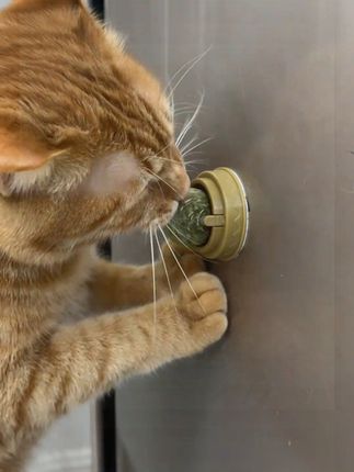 让猫兴奋癫狂的薄荷球#可爱的小猫咪 #可爱萌宠 #宠物猫可爱 #家有萌宠 #毛孩子的日常