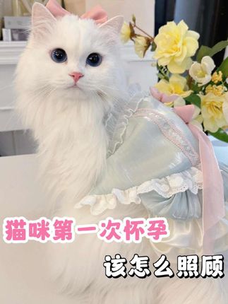猫咪怀孕一定要多补充营养!#猫咪 #母猫 #猫妈妈 #科学养宠攻略 #猫罐头