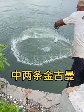 中两条金古鱼#热门短剧推荐 #三农流量扶持计划