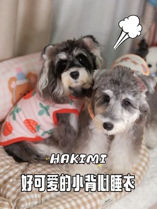 你终于舍得给我买新睡衣啦!#小狗基础搭配就不基础 #狗狗衣服 #狗狗睡衣 #萌宠出道计划 #雪纳瑞