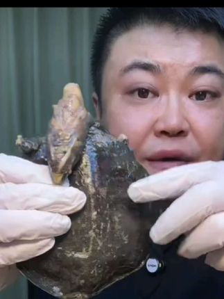 直播间专属麻辣甲鱼现卤现发麻辣甲鱼卤甲鱼麻辣大甲鱼#美食 #民间传统美食 #甲鱼 #麻辣甲鱼 #甲鱼炖鸡