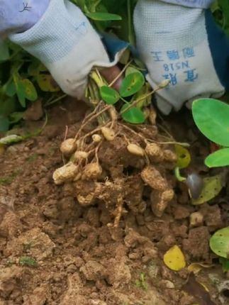 摘花生咯,新鲜当季现挖#摘花生 #花生 #农业 #农产品 #鲜花生