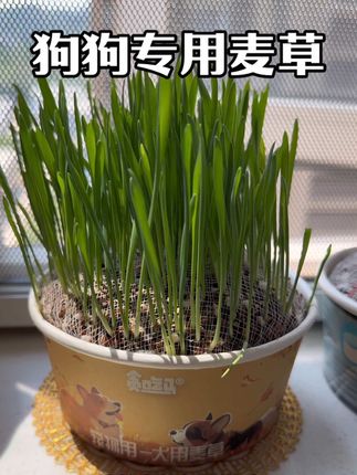 狗狗不舒服的时候自己会找了吃的草 #狗草 #狗吃草 #萌宠好物 #边牧 #猫草