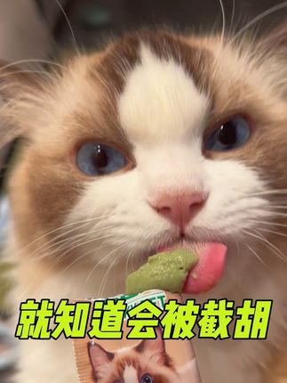 布偶姐姐:我就知道!这猫条我是吃不上几口就要被截胡~#炫耀一下我的小猫 #猫猫还会假装思考一下 #吃货猫 #猫条 #猫咪排毛