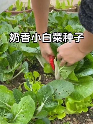 新白雪公主矮脚奶油白菜种子~你们种了吗?现在正是种植的好时节。#蔬菜种子 #白菜 #蔬菜种植 #优质农产品 #农业种植
