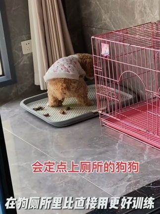 #狗狗厕所 #狗狗厕所砂盆 #狗狗厕所推荐 #狗狗厕所神器 #狗狗厕所训练