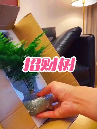 @我要上热门 @#我要上热门 新疆包邮招财树
