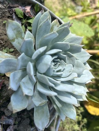 养花的你,别错过这款白方盆,结实耐用实用好看#花盆 #花盆推荐 #盆栽 #种植小技巧 #养花