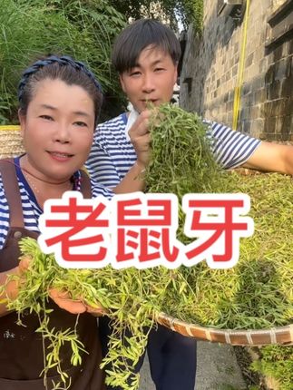 永嘉楠溪江老鼠牙(半边莲)你们喜欢吗?#老鼠牙#乡村助农#温州方言
