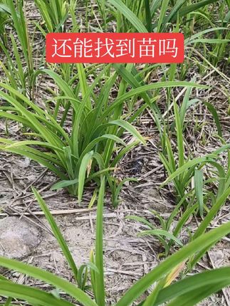 萱草地除茅草,死草烂根安全不伤草就选#标奔 #地被除草 #除茅草 #除芦苇 #小苗除茅草