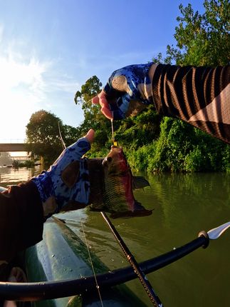 野钓翘嘴罗非用根钓软饵! #路亚 #钓鱼 #微物 #根钓 #软饵