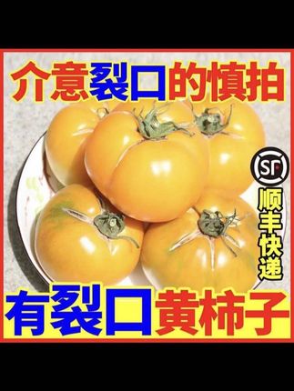 #五原黄柿子 #西红柿 #水果西红柿 #口感特别好价格实惠 #现摘现发新鲜到家