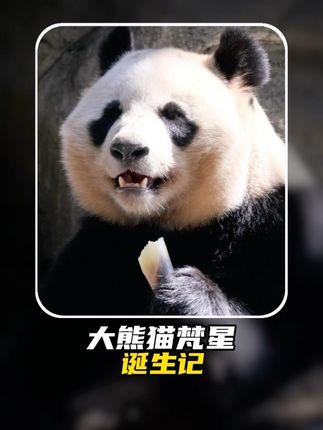 梵星制造过程,星雅和武雯浪漫约会#大熊猫武雯 #大熊猫星雅 #大熊猫武雯星雅 #旅荷大熊猫武雯星雅 #旅荷大熊猫星雅武雯一家